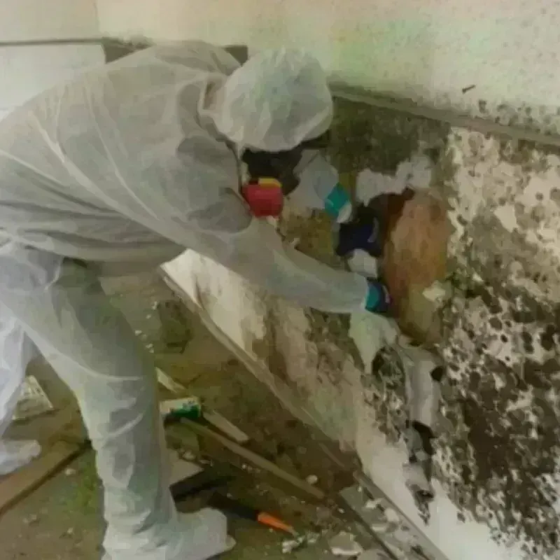 Mold Remediation and Removal in Sulphur Springs, AR